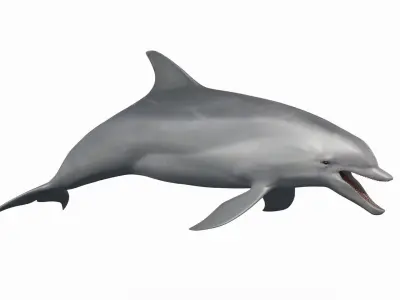 3D Animated Dolphin 3D model