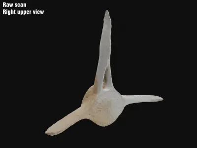 Dolphin vertebra Low-poly 3D model Low-poly 3D model