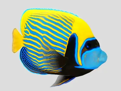 Emperor Angel fish Low-poly 3D model