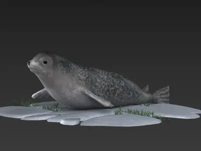 nature wildlife swimming animal ocean underwater seal walru 3D model