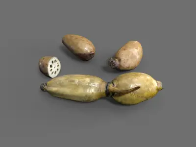 Lotus Root Low-poly 3D model
