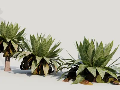 Asplenium nidus b 3D model