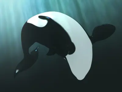 Killer whale 3D model