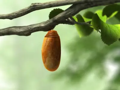 butterfly broken chrysalis 3D model