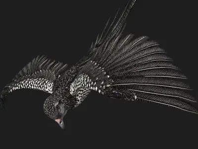 PheasantBird B7 3D model