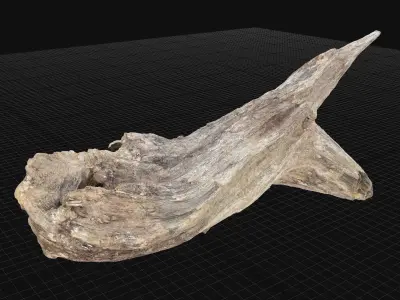 Dead Tree Root 3D Scan in highpoly 3D model