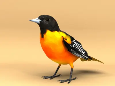 3D Bird Pack Baltimore Oriole Male and Female Low-poly 3D model