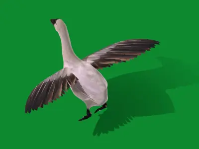 Domestic Goose Bird Low-poly 3D model