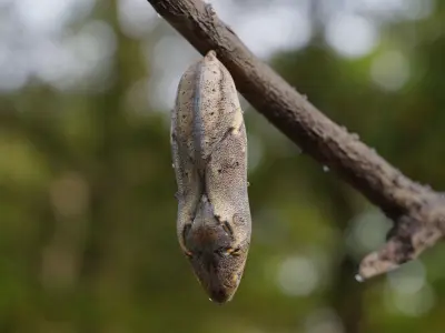 Butterfly cocoon Low-poly 3D model