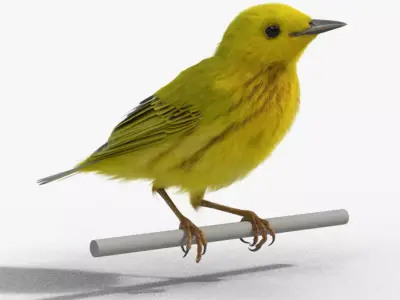 Yellow Warbler Animated VFX Grace 3D model