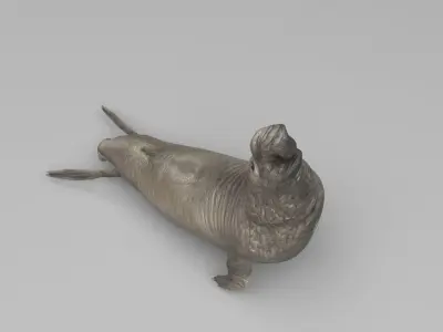 Elephant Seal 3D model