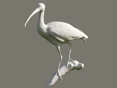Scarlet Ibis 3D model