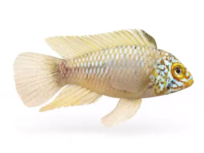 Cichlid Fish 3D model