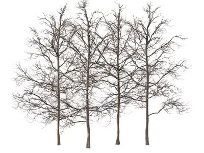 Mountain Ash Tree 06 3D model