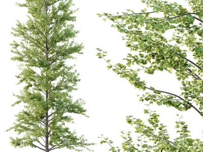 Maidenhair Ginkgo Biloba Tree 09 3D model