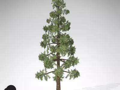 XfrogPlants Wollemi Pine 3D model