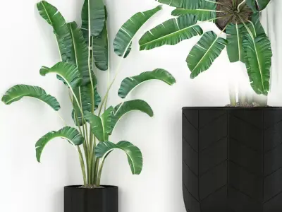 Plants collection 243 3D model