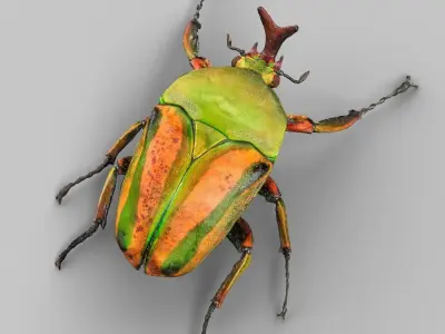 Insect Collection Vol 2 Low-poly 3D model