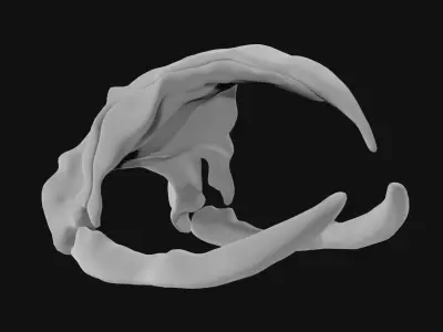Bowhead Whale Skull 3D model