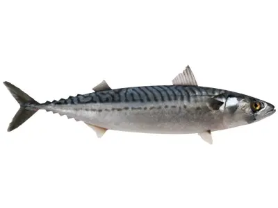 Fish Mackerel 3D model