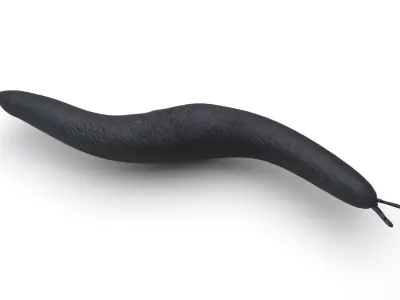 Flatworm 3D model