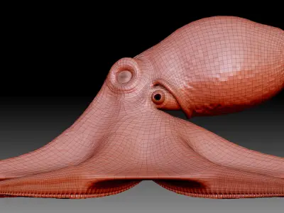 Octopus base mesh 3D model