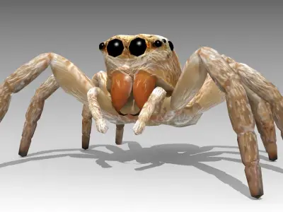 Jumping Spider Low-poly 3D model