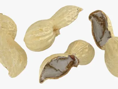 Open Peanut Shell 01 3D model