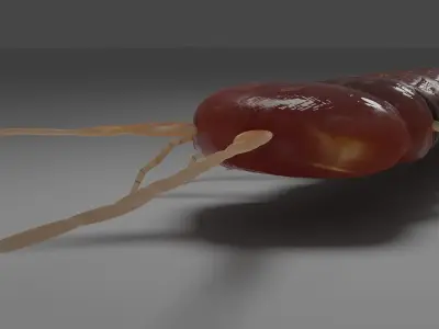 Millipede Arthropod Insect Free low-poly 3D model