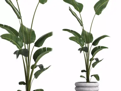 indoor plant 040 3D model