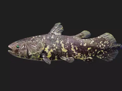Coelacanth Low-poly 3D model