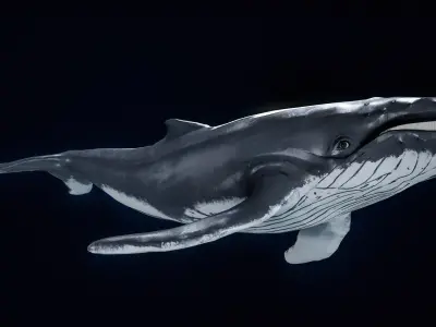 Humpback Whale PBR 3D model