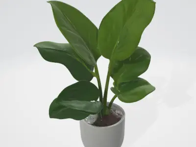 3d model of a plant 3D model