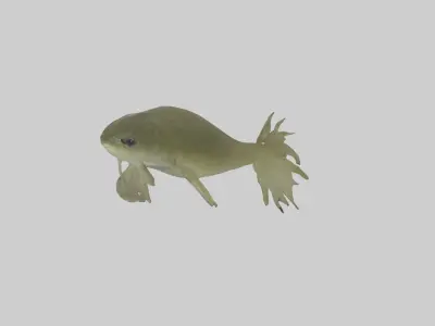 Tadpole Model Low-poly 3D model