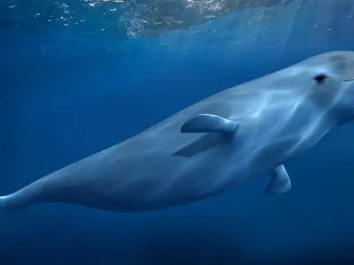 beluga dolphin lowpoly nature wildlife underwater arctic 3D model