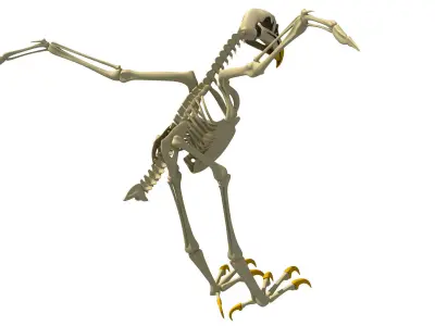 Full Body Eagle Skeleton 3D model