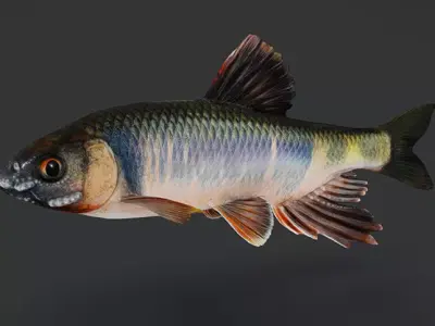 Dark Chub Fish - Zacco Platypus Animated 3D model