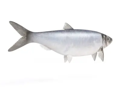 Fish Herring 3D model