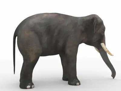 Elephant with tusks 3D model