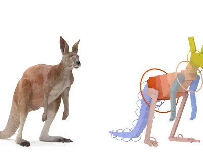 Kangaroo Fur Animated Rigged 3D model