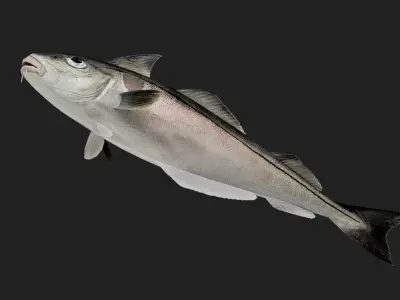 Cod fish Low-poly 3D model