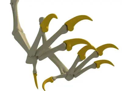 Skeleton of Bald Eagle Claws  3D model
