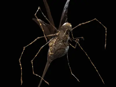 LandBug5 A1 Low-poly 3D model