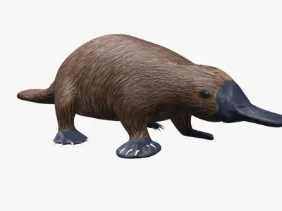 Platypus koala Low-poly 3D model