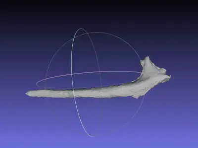 Psittacosaurus Left Dorsal Rib 3 Free 3D print model