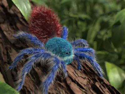 Tarantula Chromatopelma Low-poly 3D model