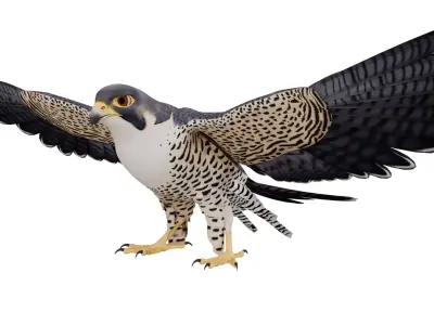 Peregrine Falcon 3D model