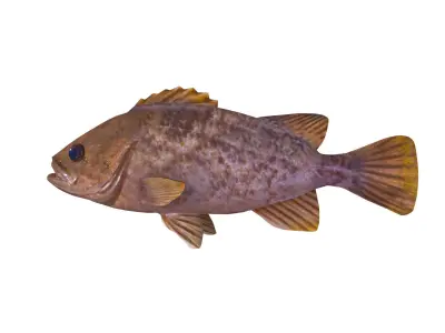 Low-Poly Kelp Rockfish Animated Low-poly 3D model