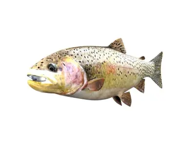 Brown Trout Fish Salmo Trutta 3D model