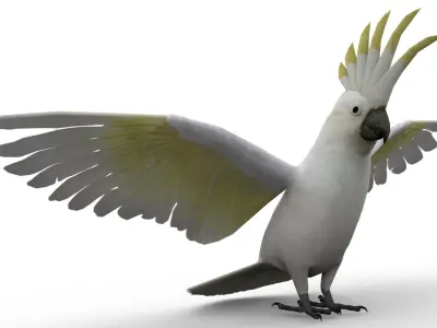 Cockatoo Animated Low-poly 3D model